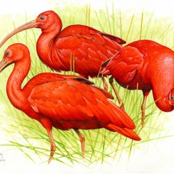 Jan Dungel - Ibis nachový, Los Llanos (Jan Dungel)