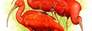 Jan Dungel - Ibis nachový, Los Llanos (Jan Dungel)