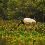 Ales Ondrovcik - Pantanal - _DSC0555