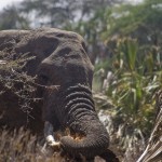 Zuzana Samkova - sloni v divocine Samburu