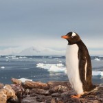 VACLAV SILHA - antarktida (5)