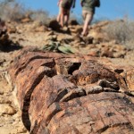 Martin Sil - Namibie - sil-namibie-kamenny les