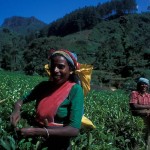 Tamil women picking tea leafs, Sri Lanka
