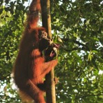 Jirka Hruška - male sundy - Orangutan sumaterský v NP Gunung Leuser