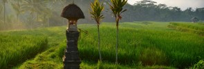 MAREK TURYNA - ROK NA CESTACH - sunrise rice paddies Bali