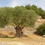 Chmelarova - Stoletý olivovník