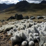 Kamila Hnykova - Peru - Kaktusy ve výšce 4500 m
