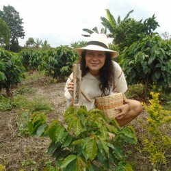 Milada Konecna - COLOMBIA coffee tree
