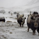 Jan_Tilinger_comming yaks