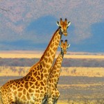 nature-prairie-adventure-animal-wildlife-wild-africa-mammal-fauna-savanna-plain-giraffe-grassland-tall-vertebrate-giraffes-safari-south-africa-giraffidae-956166