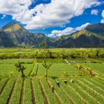 rice-field-landscape-hills-farmers-village-villagers-nature-scenic-field-grassland-highland-vegetation-agriculture-sky-mount-scenery-mountain-paddy-field-grass-hill-stati