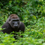 Zoo Praha - Kamerun_gorila-nizinna