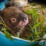 Zoo Praha - ohrozeni-pozary_Australie_popaleny-koala_L1000406_export