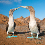 Blue-footed boobies, Punta Pitt, San Cristobal, Galapagos