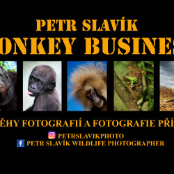 Petr Slavik - monkey (1)