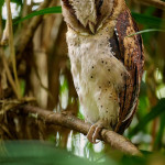 LIBOR VAICENBACHER - Owls_Sri Lanka_2023__LVP8809