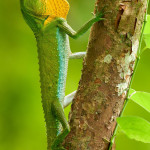 LIBOR VAICENBACHER - Sri Lanka_Endemics_Nikon Z9_180-600mm_20231201-_LVP9508-NEF