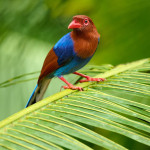 LIBOR VAICENBACHER - Sri Lanka_Endemics_Nikon Z9_180-600mm_20231202-_LVP1292-NEF