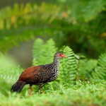 LIBOR VAICENBACHER - Sri Lanka_Endemics_Nikon Z9_180-600mm_20231205-_LVP0544-NEF