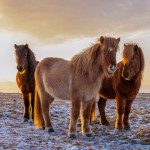 ERIKA VALKOVICOVA - ISLAND - Horses2