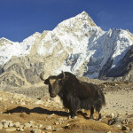 KAREL STEPANEK - nepal (2)