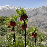 Sebastian Bok - Afghanistan (2)