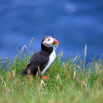 MAREK KOVAR - faery (14)