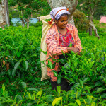 Martin Pulpan - sri lanka (20)