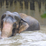 Petr Fejk - Povodeň2