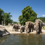 Petr Fejk - Zoo Praha 2009 4