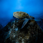 Tomas Choc - taiwan (14)