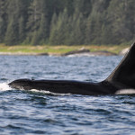 Vaclav Bacovsky - kanada (3) Vaclav Bacovsky - kanada (3)