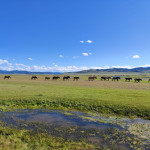 Vladimir Vachal - mongolsko (10) Vladimir Vachal - mongolsko (10)