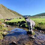 Vladimir Vachal - mongolsko (6) Vladimir Vachal - mongolsko (6)