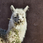 Ivan Mitrus - atacama (3)