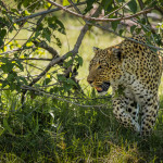 PETR JAN JURACKA - afrika botswana (6)