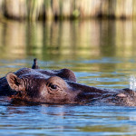 PETR JAN JURACKA - afrika botswana (8)