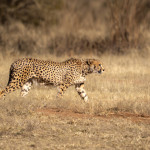 Petr Hingar - namibie (2) Petr Hingar - namibie (2)