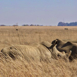 Sebestian Bok - Afrika (1)